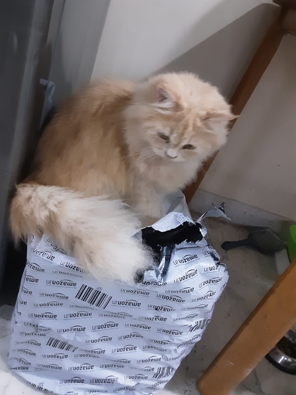 Pet image – gallery view